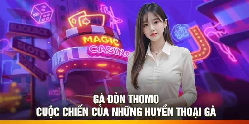 Gà Đòn Thomo – Cuộc Chiến Của Những Huyền Thoại Gà